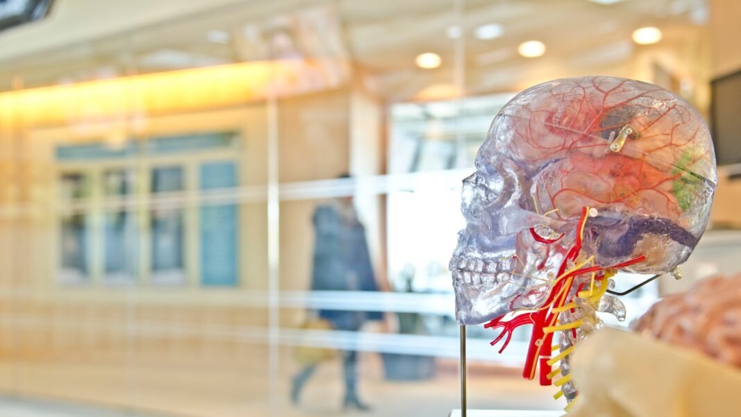 Stress and Digestion: Exploring the Gut-Brain Connection
